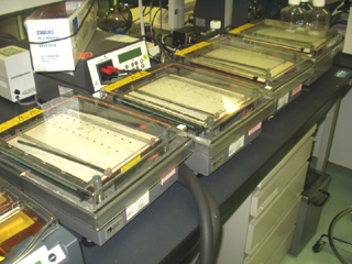 2D electrophoresis system